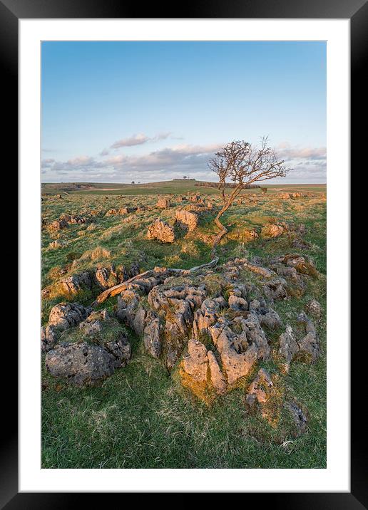 Roystone Rocks Crazy Tree Framed Mounted Print by James Grant