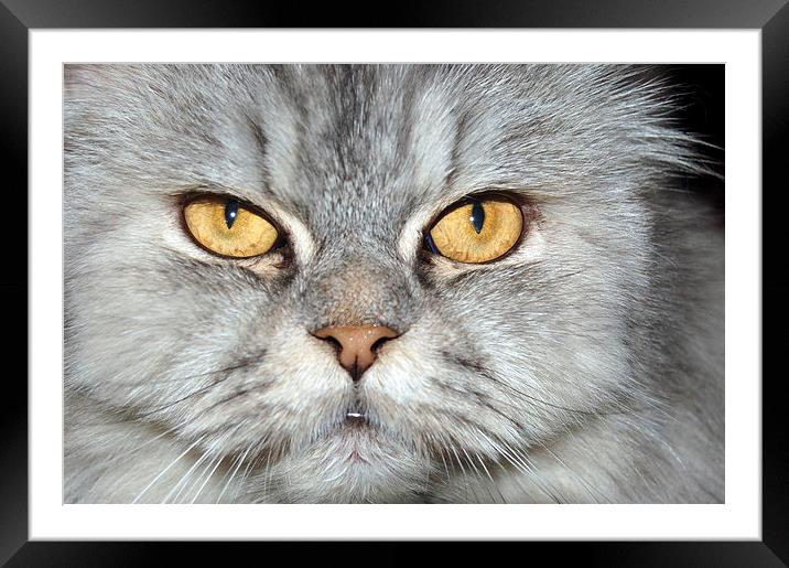 Merret, the Silver Shaded Persian Framed Mounted Print by Jacqueline Burrell