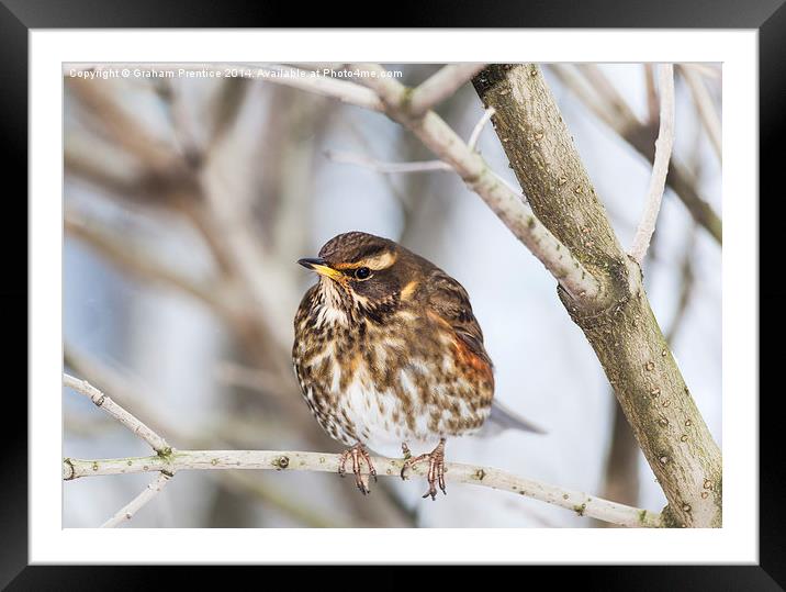 Redwing Framed Mounted Print by Graham Prentice