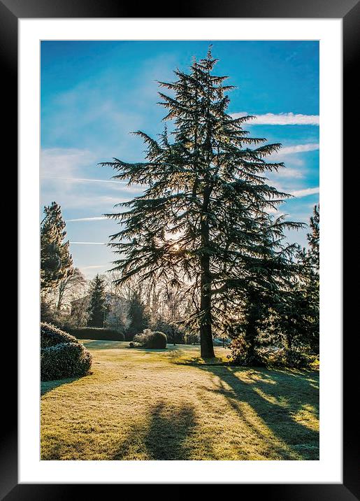 Frosty Morning Tree Framed Mounted Print by Chris Nowicki