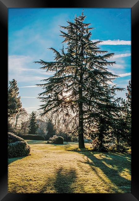 Frosty Morning Tree Framed Print by Chris Nowicki