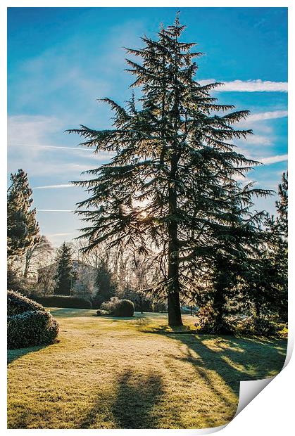 Frosty Morning Tree Print by Chris Nowicki