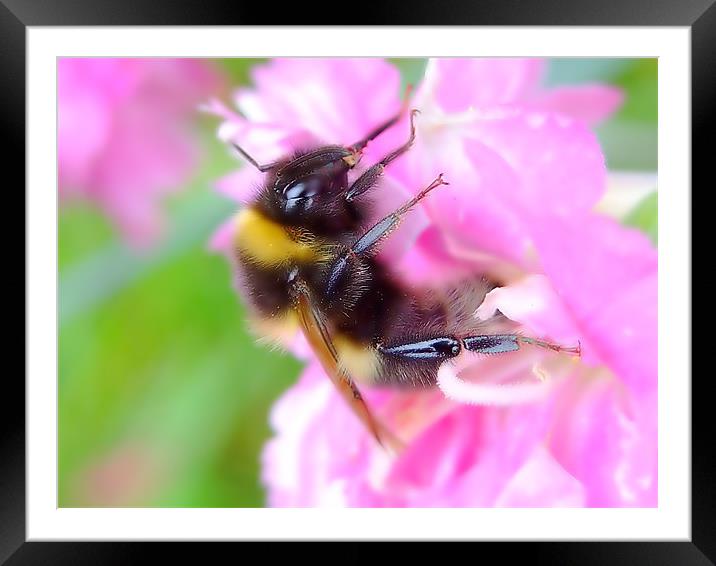 Bee On A Carnation Framed Mounted Print by Christopher Humphrey