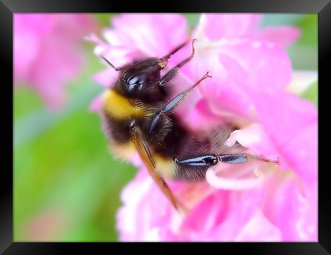 Bee On A Carnation Framed Print by Christopher Humphrey