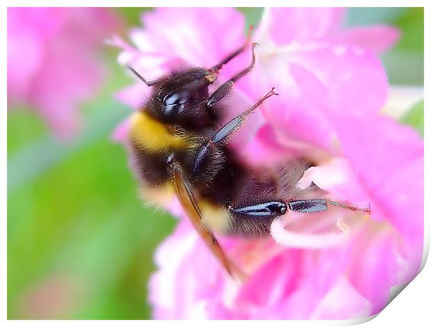 Bee On A Carnation Print by Christopher Humphrey