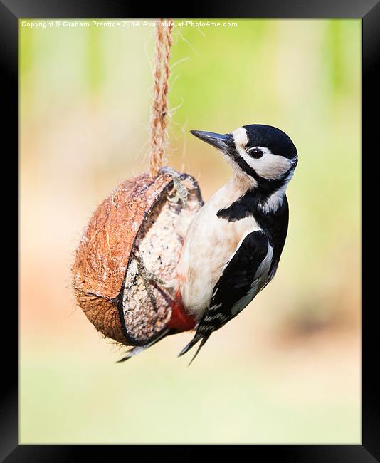 Great Spotted Woodpecker Framed Print by Graham Prentice