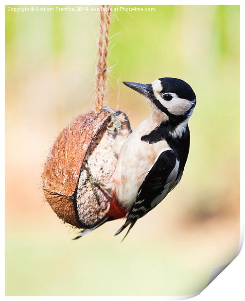 Great Spotted Woodpecker Print by Graham Prentice