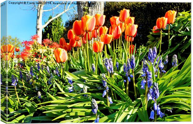 A bed of colourful Spring flowers. Canvas Print by Frank Irwin