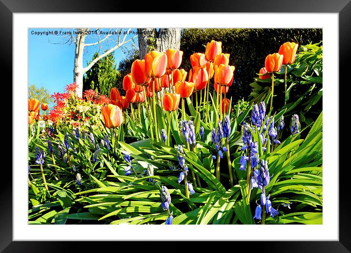 A bed of colourful Spring flowers. Framed Mounted Print by Frank Irwin