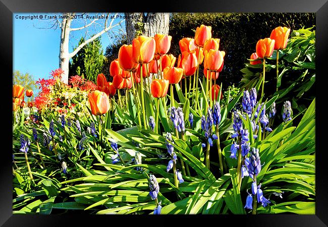 A bed of colourful Spring flowers. Framed Print by Frank Irwin