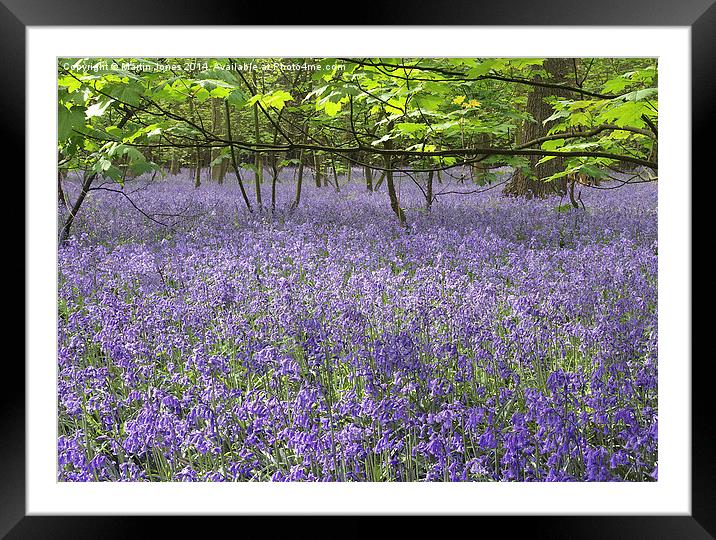 Enchanted Bluebell Forest Framed Mounted Print by K7 Photography