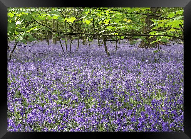 Enchanted Bluebell Forest Framed Print by K7 Photography
