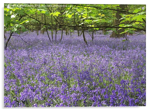 Enchanted Bluebell Forest Acrylic by K7 Photography