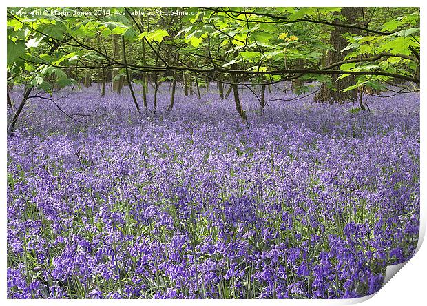 Enchanted Bluebell Forest Print by K7 Photography