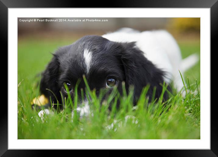 Cute Springer Spaniel Puppy Dog Framed Mounted Print by Pearl Bucknall