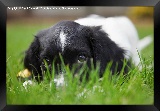Cute Springer Spaniel Puppy Dog Framed Print by Pearl Bucknall