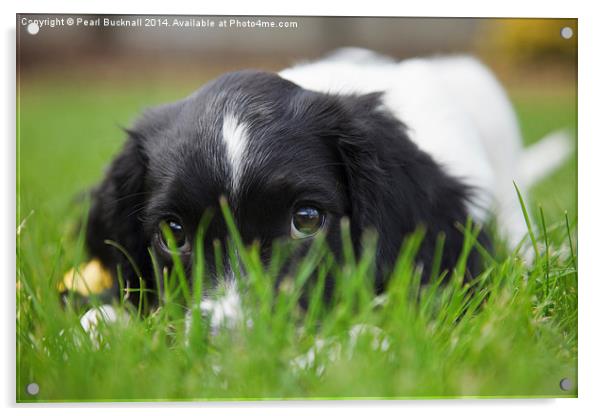Cute Springer Spaniel Puppy Dog Acrylic by Pearl Bucknall
