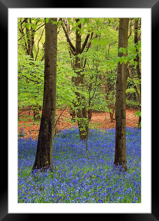 West Stoke Bluebell Woodland in Spring Framed Mounted Print by Pearl Bucknall