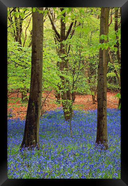 West Stoke Bluebell Woodland in Spring Framed Print by Pearl Bucknall