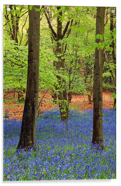 West Stoke Bluebell Woodland in Spring Acrylic by Pearl Bucknall