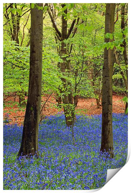 West Stoke Bluebell Woodland in Spring Print by Pearl Bucknall