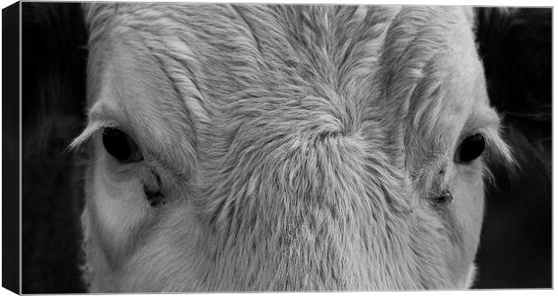 Cows Face Canvas Print by Keith Thorburn EFIAP/b
