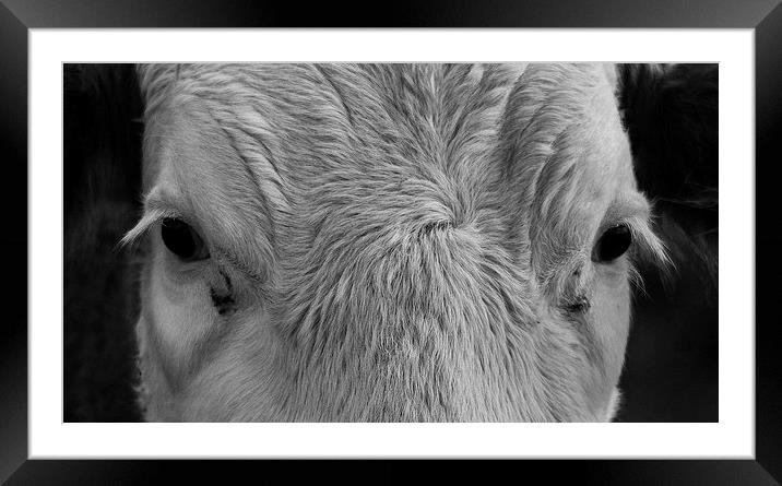 Cows Face Framed Mounted Print by Keith Thorburn EFIAP/b