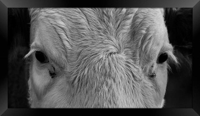 Cows Face Framed Print by Keith Thorburn EFIAP/b