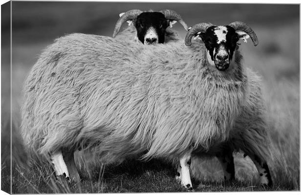 Sheep Canvas Print by Keith Thorburn EFIAP/b