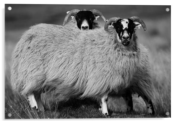 Sheep Acrylic by Keith Thorburn EFIAP/b