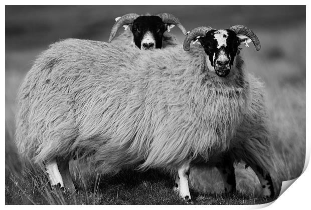 Sheep Print by Keith Thorburn EFIAP/b