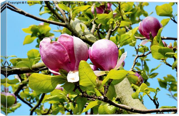 A branch of a large Magnolia Tree. Canvas Print by Frank Irwin