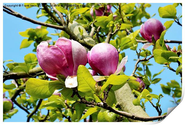 A branch of a large Magnolia Tree. Print by Frank Irwin