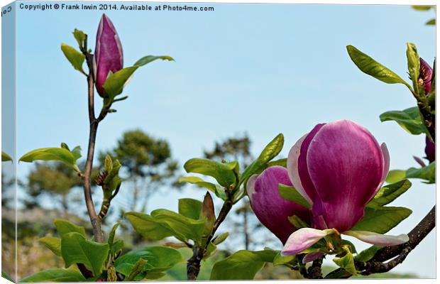 A branch of a large Magnolia Tree. Canvas Print by Frank Irwin