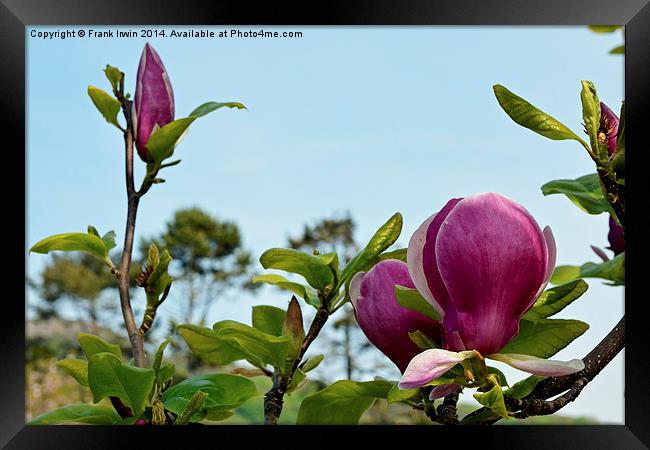 A branch of a large Magnolia Tree. Framed Print by Frank Irwin
