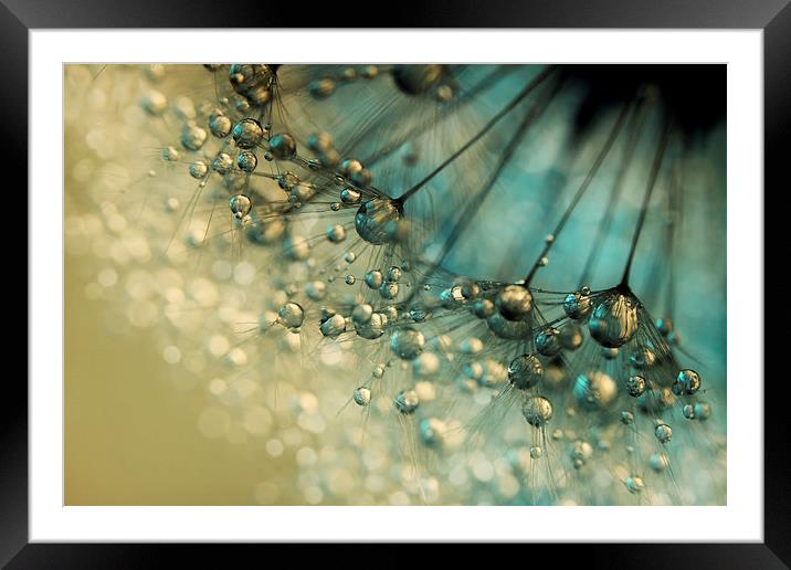Delicious Dandy Drops Framed Mounted Print by Sharon Johnstone