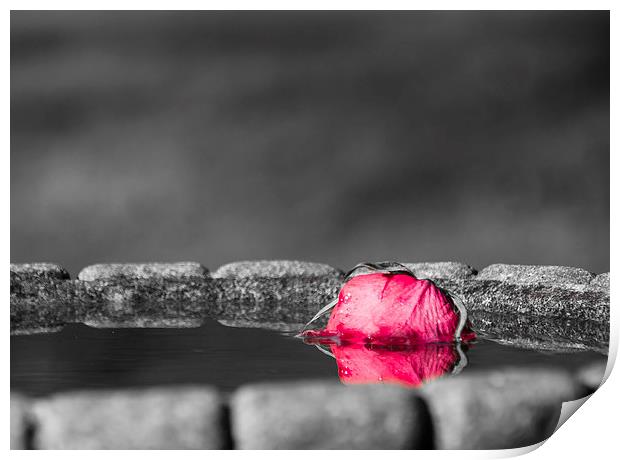 Rose in Water Print by Keith Thorburn EFIAP/b