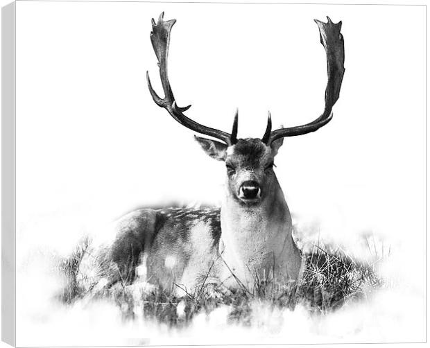 Deer relaxing Canvas Print by Simon Alesbrook