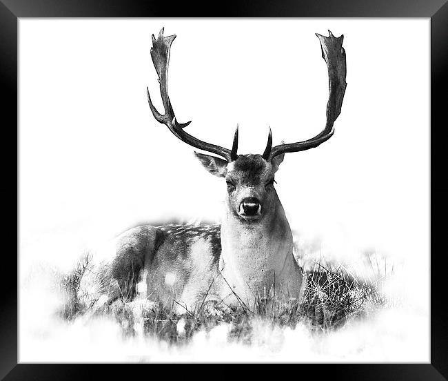 Deer relaxing Framed Print by Simon Alesbrook