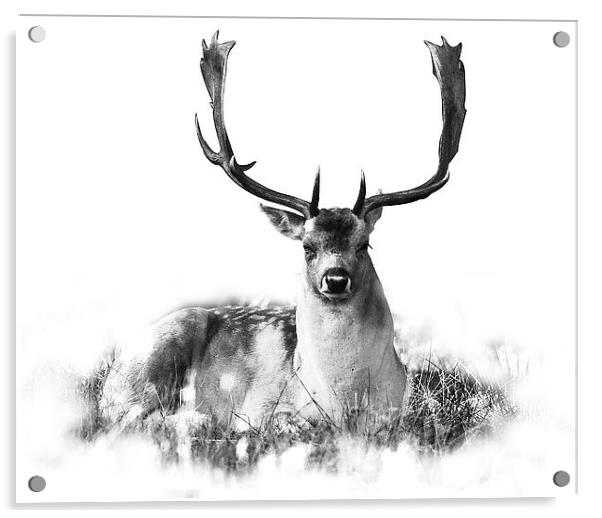 Deer relaxing Acrylic by Simon Alesbrook
