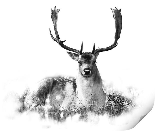 Deer relaxing Print by Simon Alesbrook