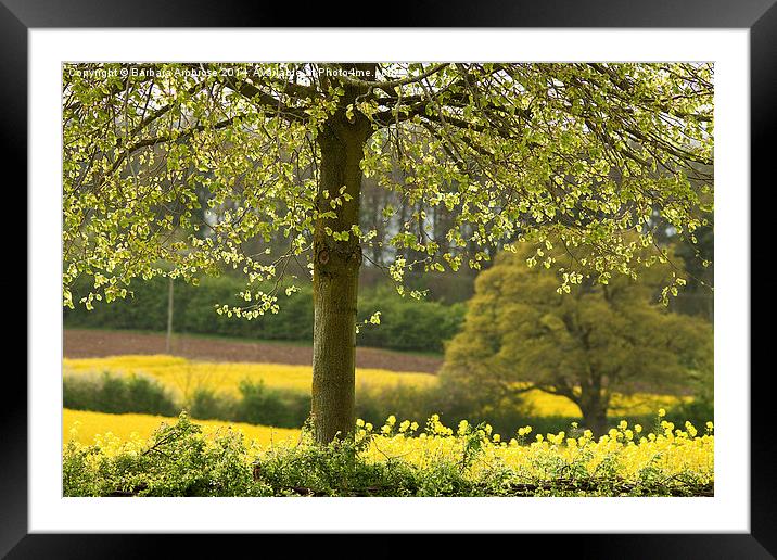 Under the tree Framed Mounted Print by Barbara Ambrose