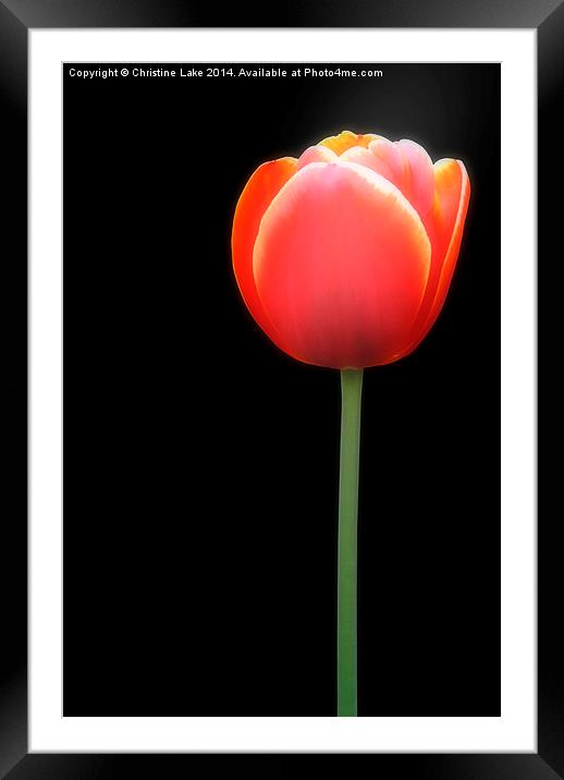 Tulip Framed Mounted Print by Christine Lake