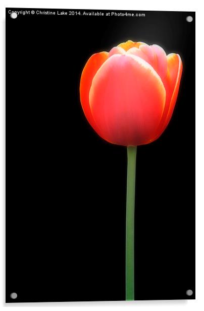 Tulip Acrylic by Christine Lake