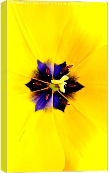 Yellow Tulip Canvas Print by Bill Lighterness