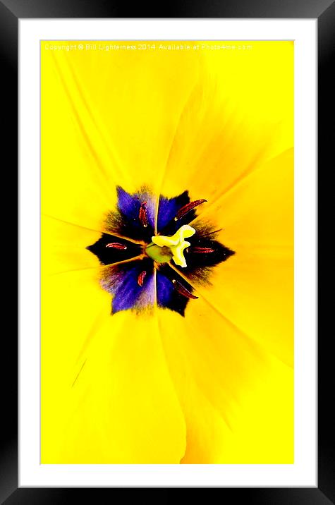 Yellow Tulip Framed Mounted Print by Bill Lighterness