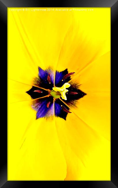 Yellow Tulip Framed Print by Bill Lighterness