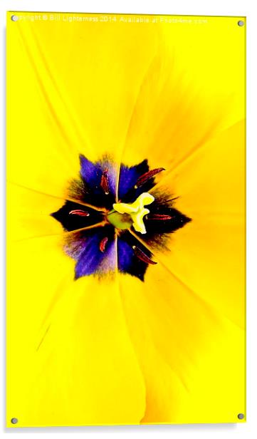 Yellow Tulip Acrylic by Bill Lighterness