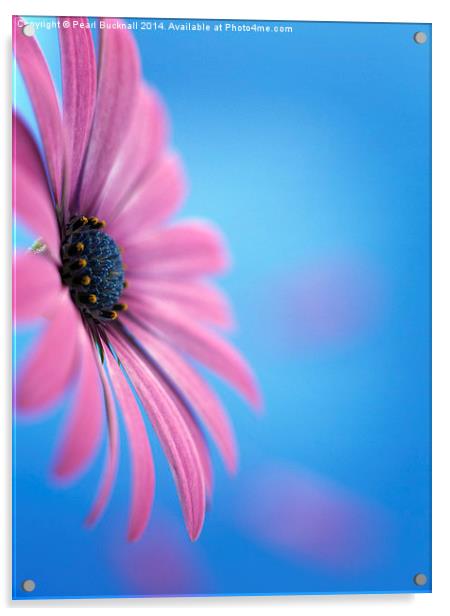 Osteospermum Flower on Blue Acrylic by Pearl Bucknall