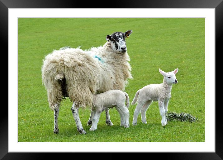 Spring Time for the Lambs Framed Mounted Print by Gary Kenyon